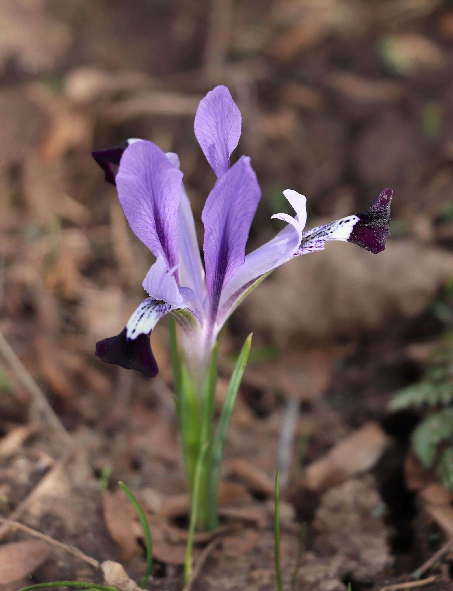 Слика од Iris kolpakowskiana Regel