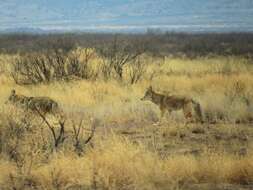 Imagem de Canis latrans mearnsi Merriam 1897