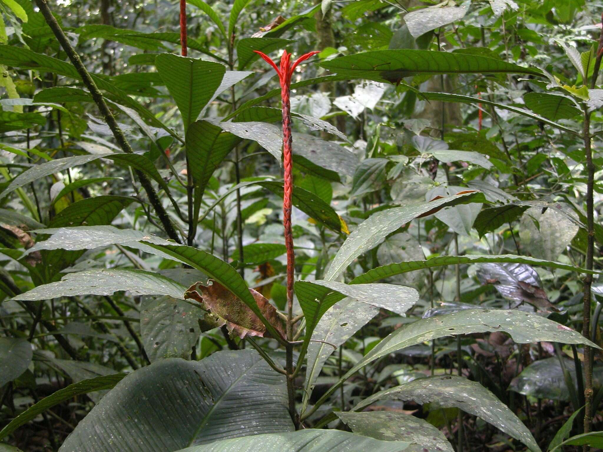 Image of Aphelandra lingua-bovis Leonard