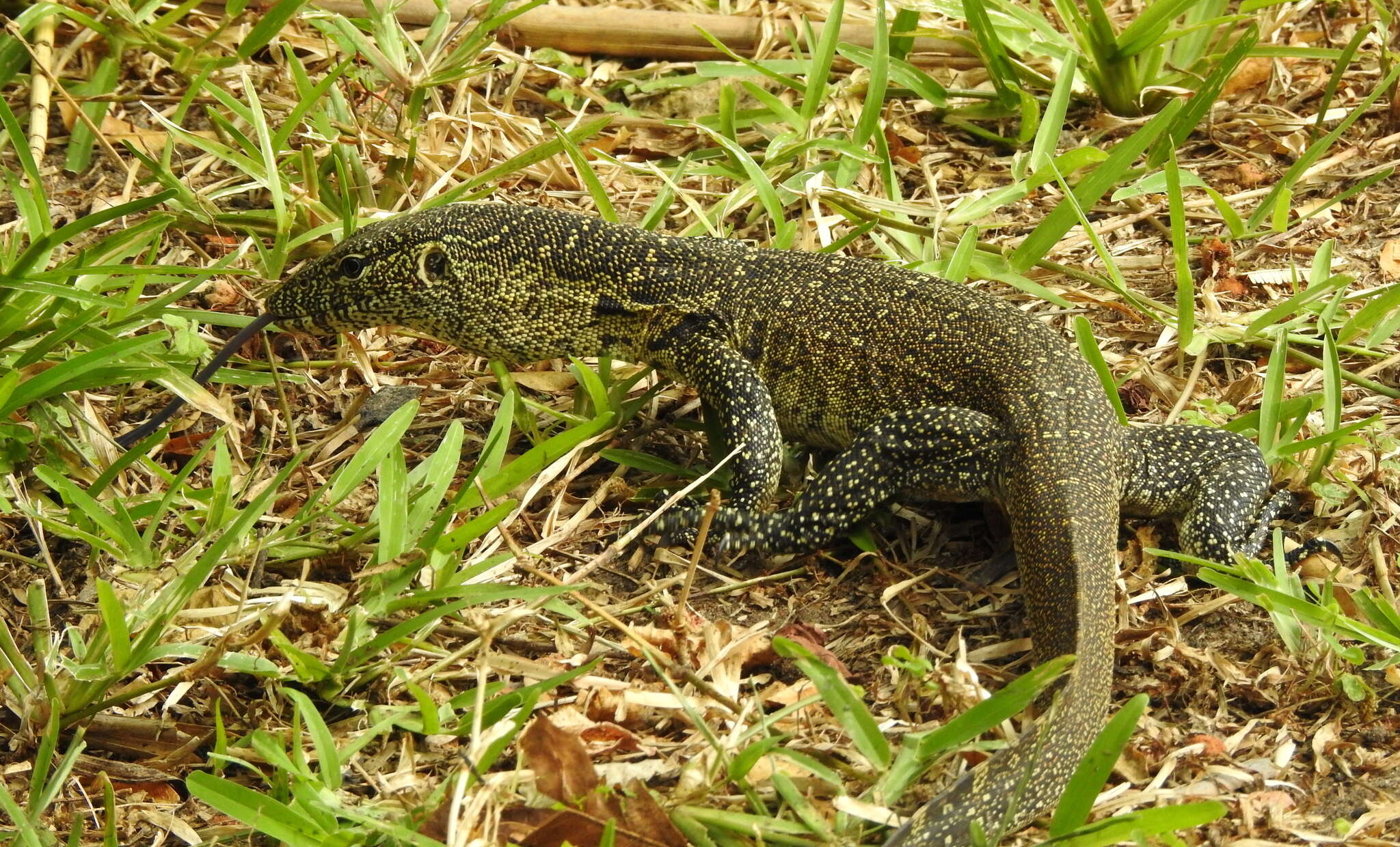 Image of Ornate monitor