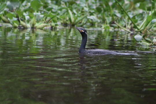 Image of Neotropic Cormorant