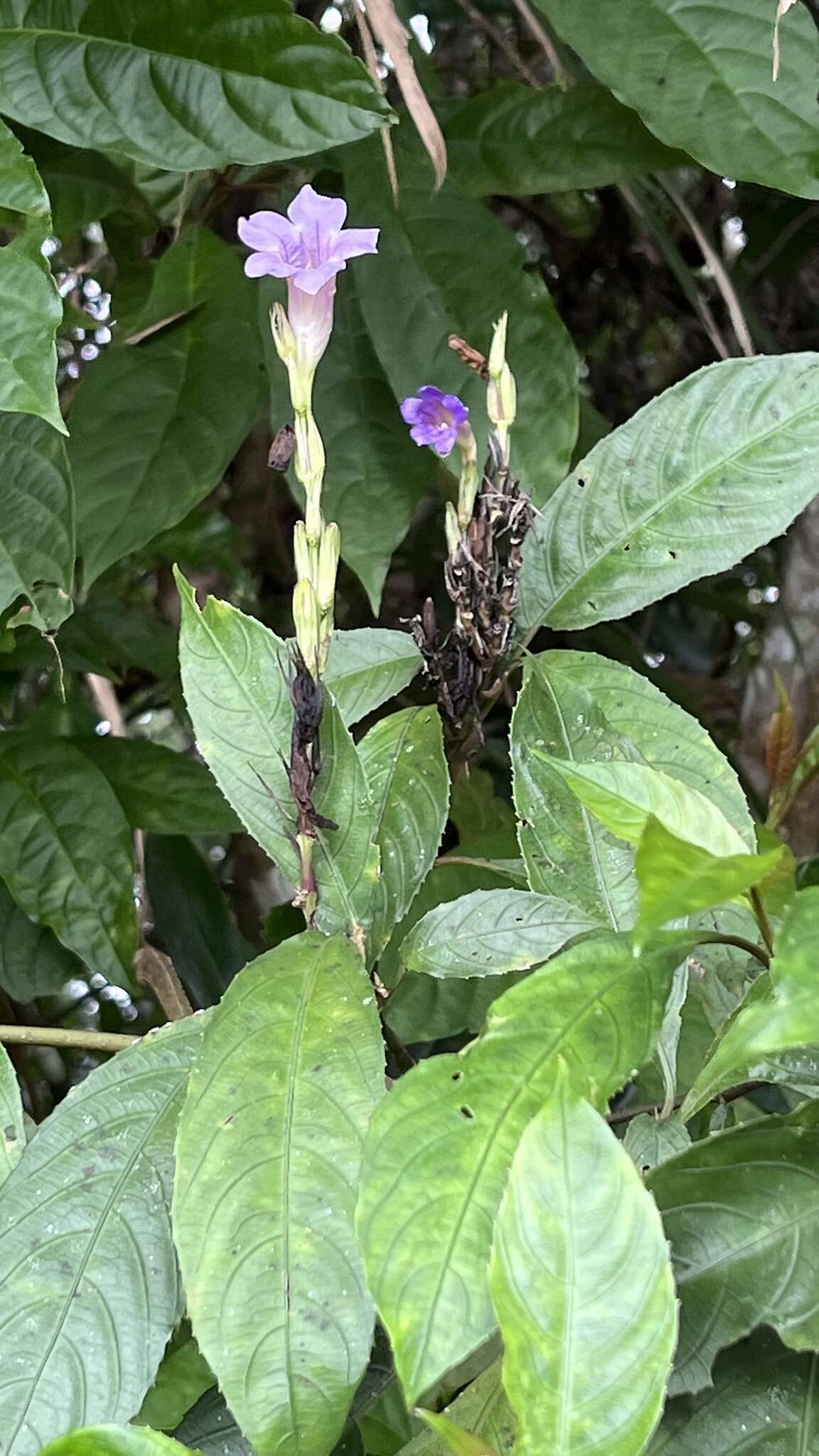 Strobilanthes longespicatus Hayata resmi