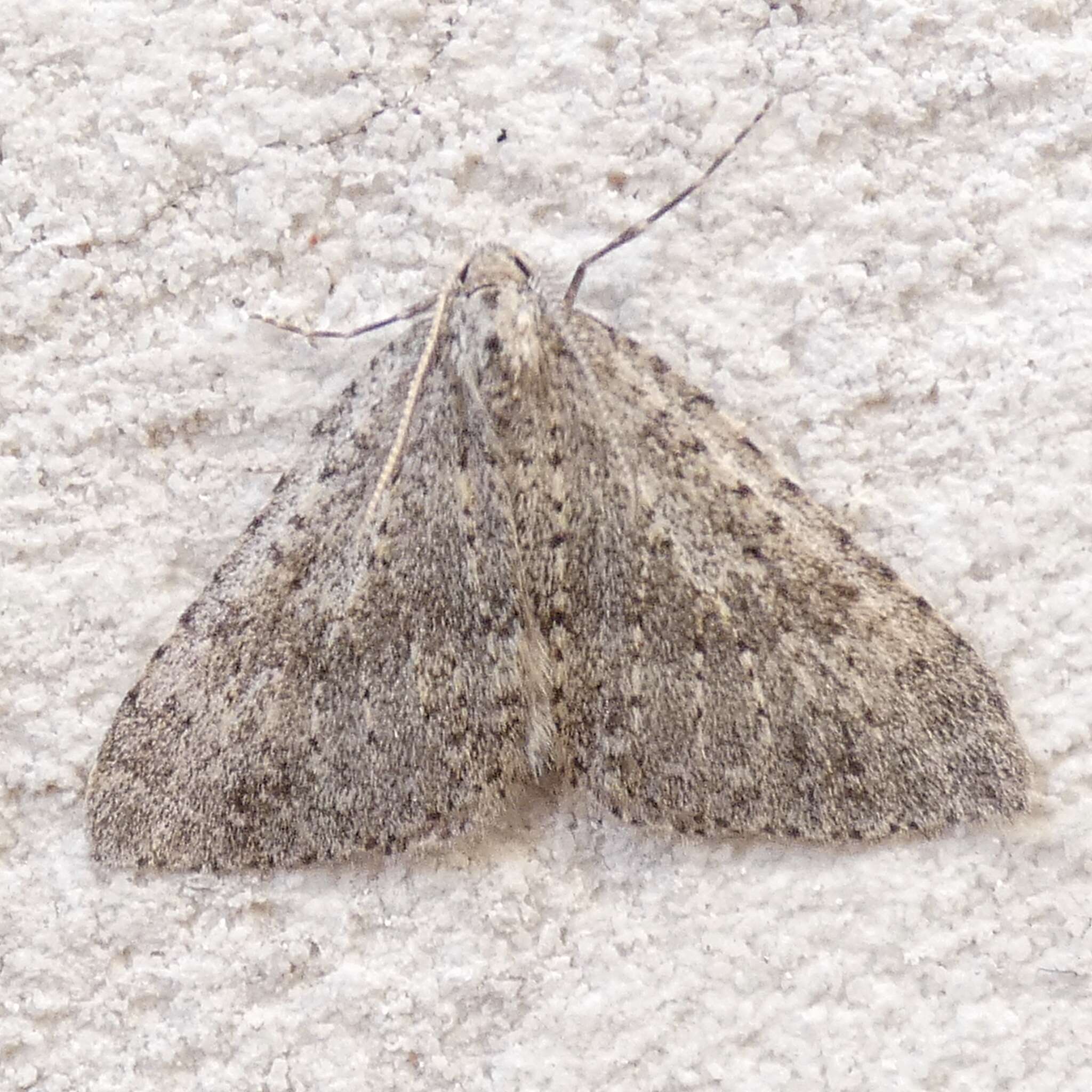 Image of mottled grey