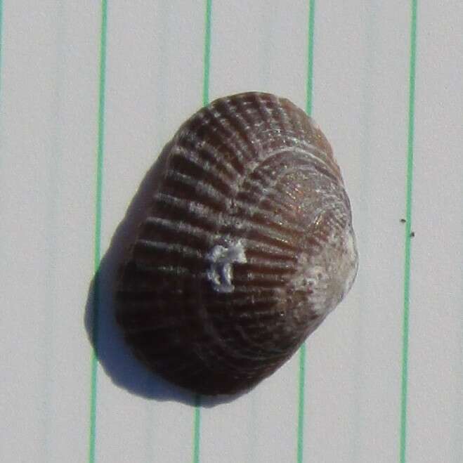 Image of Notosaria nigricans (Sowerby 1846)