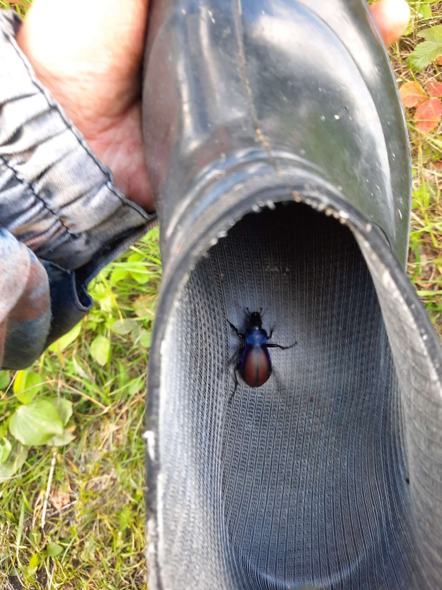 Imagem de Carabus (Megodontus) schoenherri Fischer von Waldheim 1820