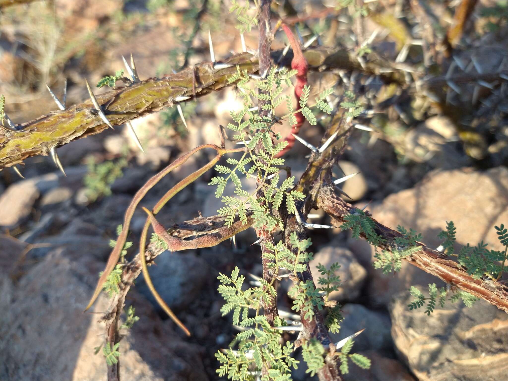 Image of Vachellia pacensis (Rudd & A. M. Carter) Seigler & Ebinger