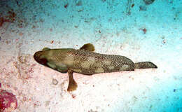 Image of Speckled-fin Rockcod