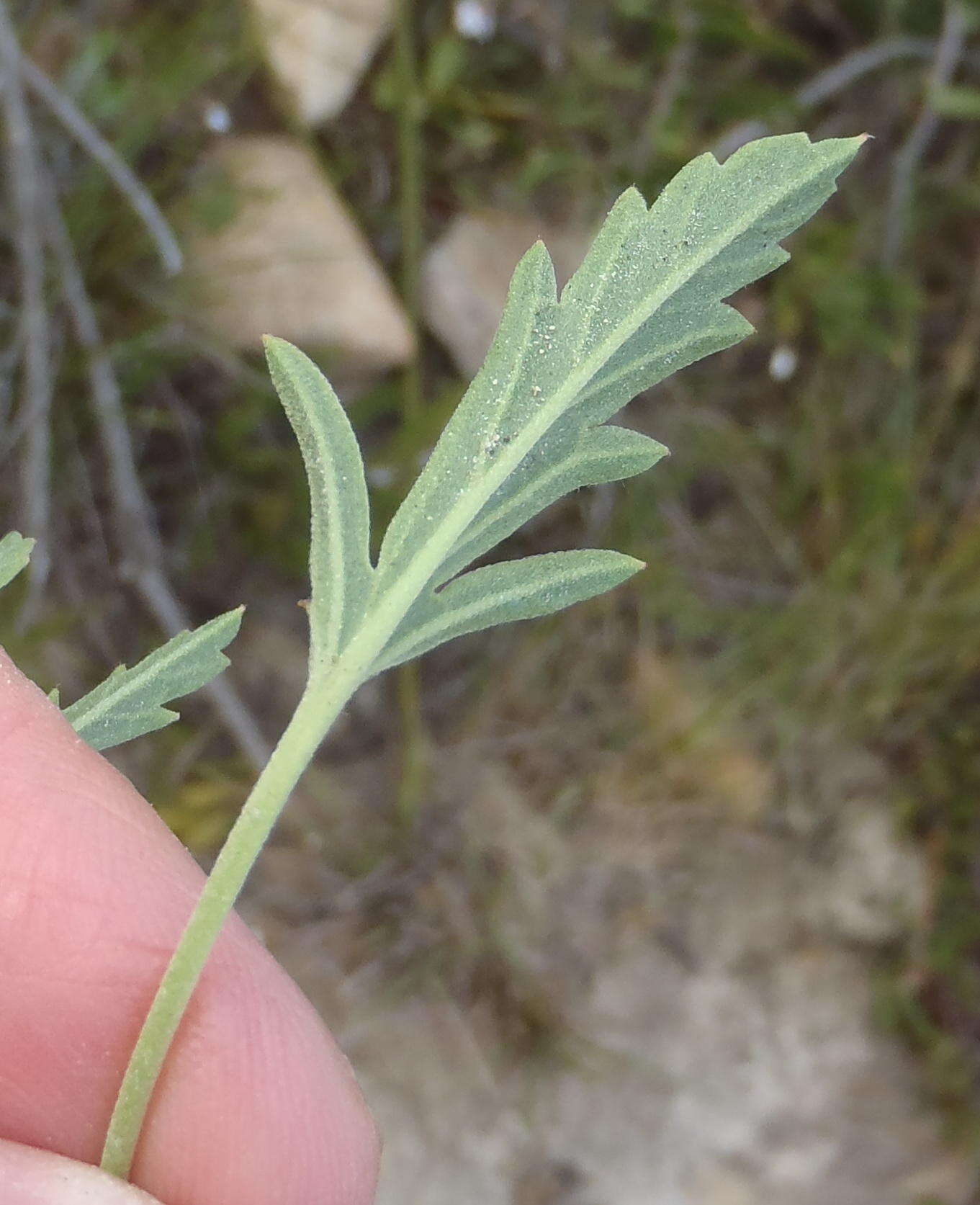 Image of Pelargonium tricolor (Jacq.) Curt.