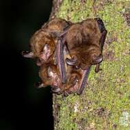 Image of Bifax Long-eared Bat