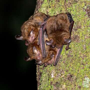 Image of Bifax Long-eared Bat