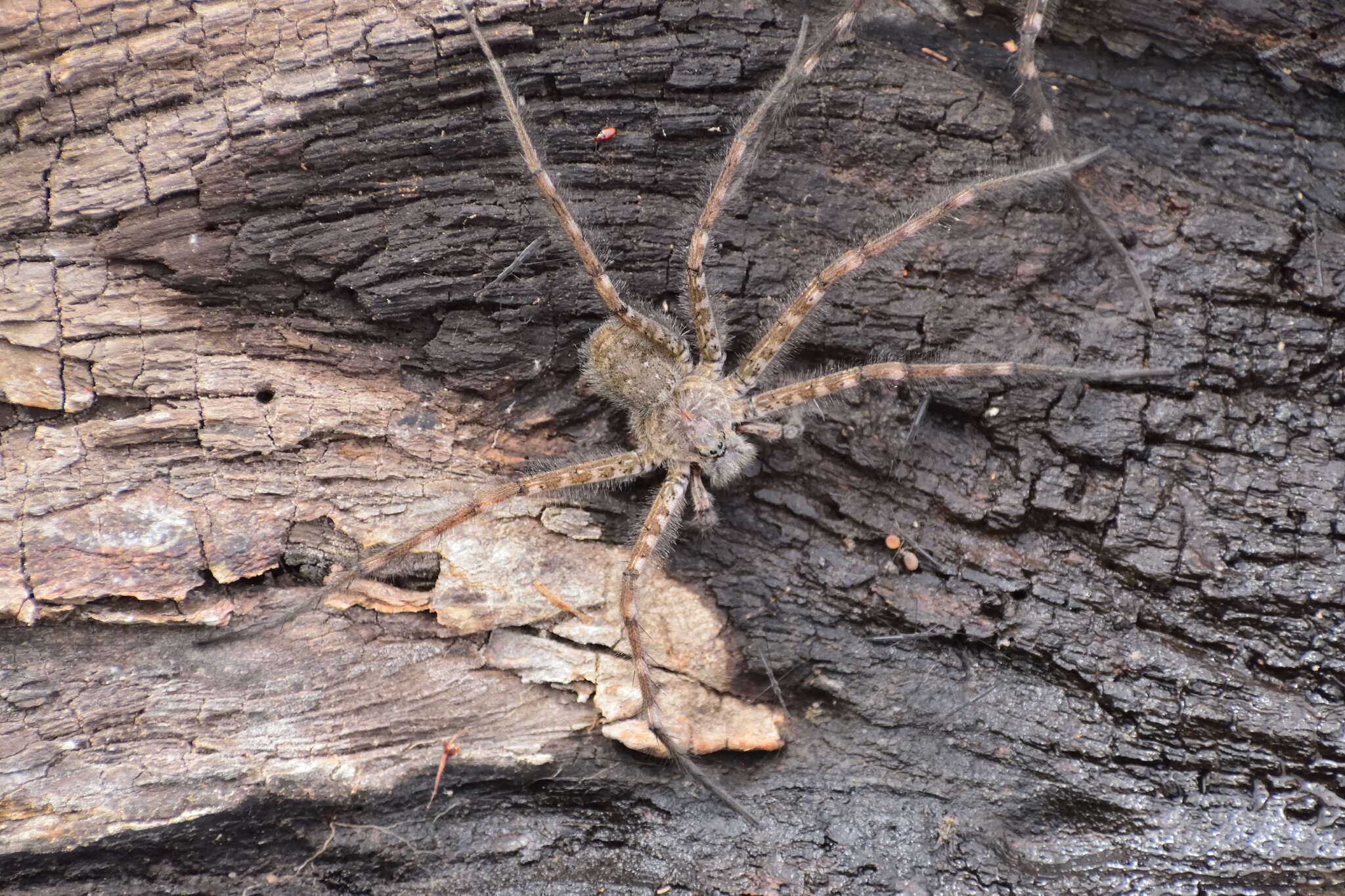 Image of Trechalea gertschi Carico & Minch 1981