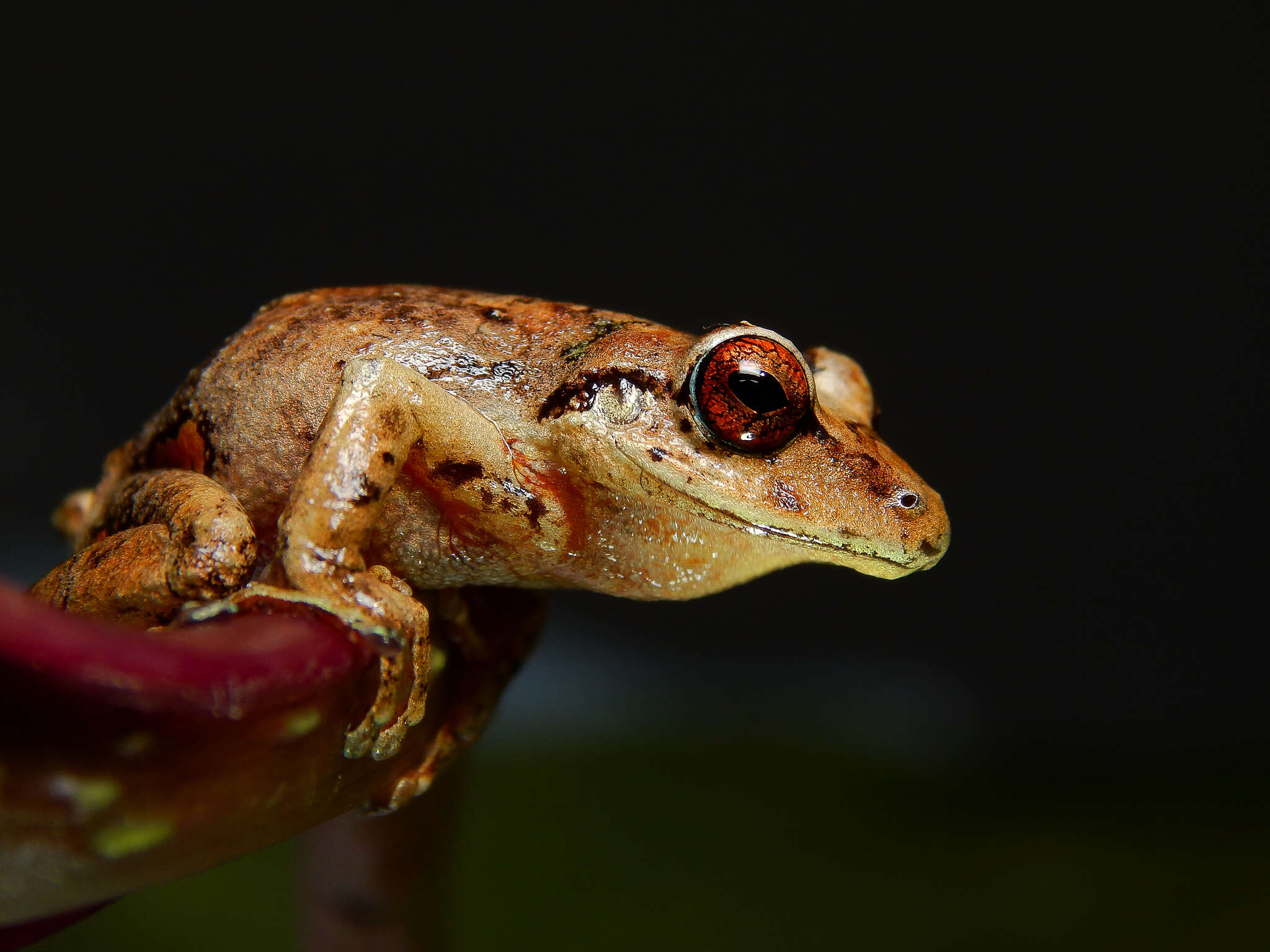 Image of Pristimantis permixtus (Lynch, Ruiz-Carranza & Ardila-Robayo 1994)