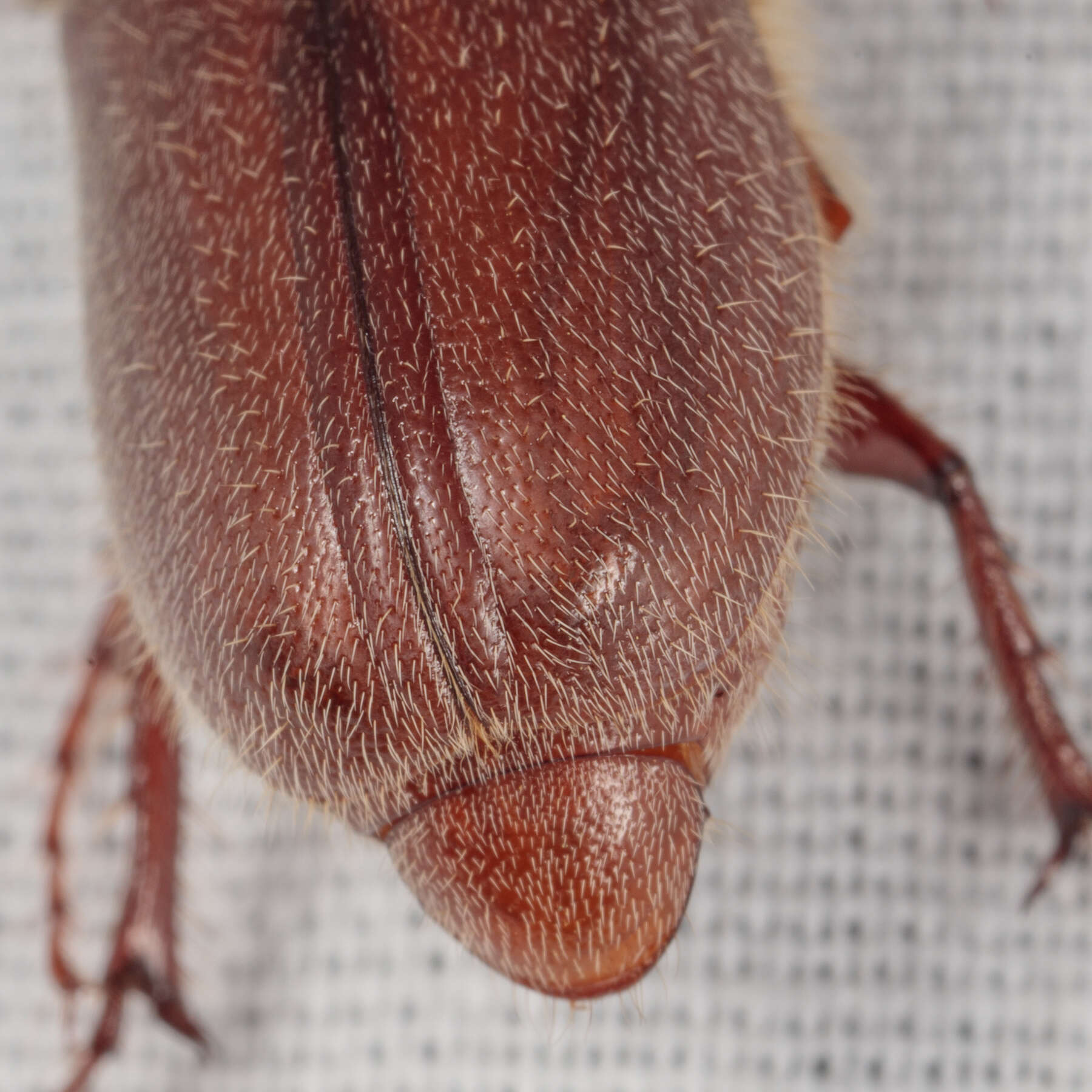 Image of Phyllophaga (Phyllophaga) rubiginosa (Le Conte 1856)