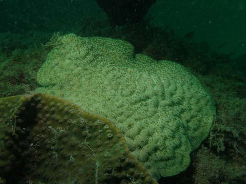 Image of wrinkle coral