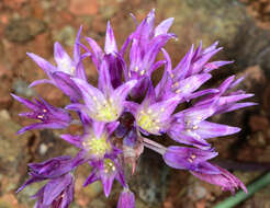 Image of fringed onion