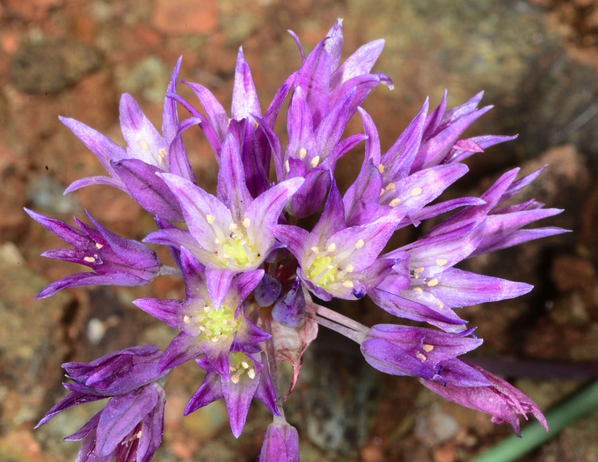 Image of fringed onion