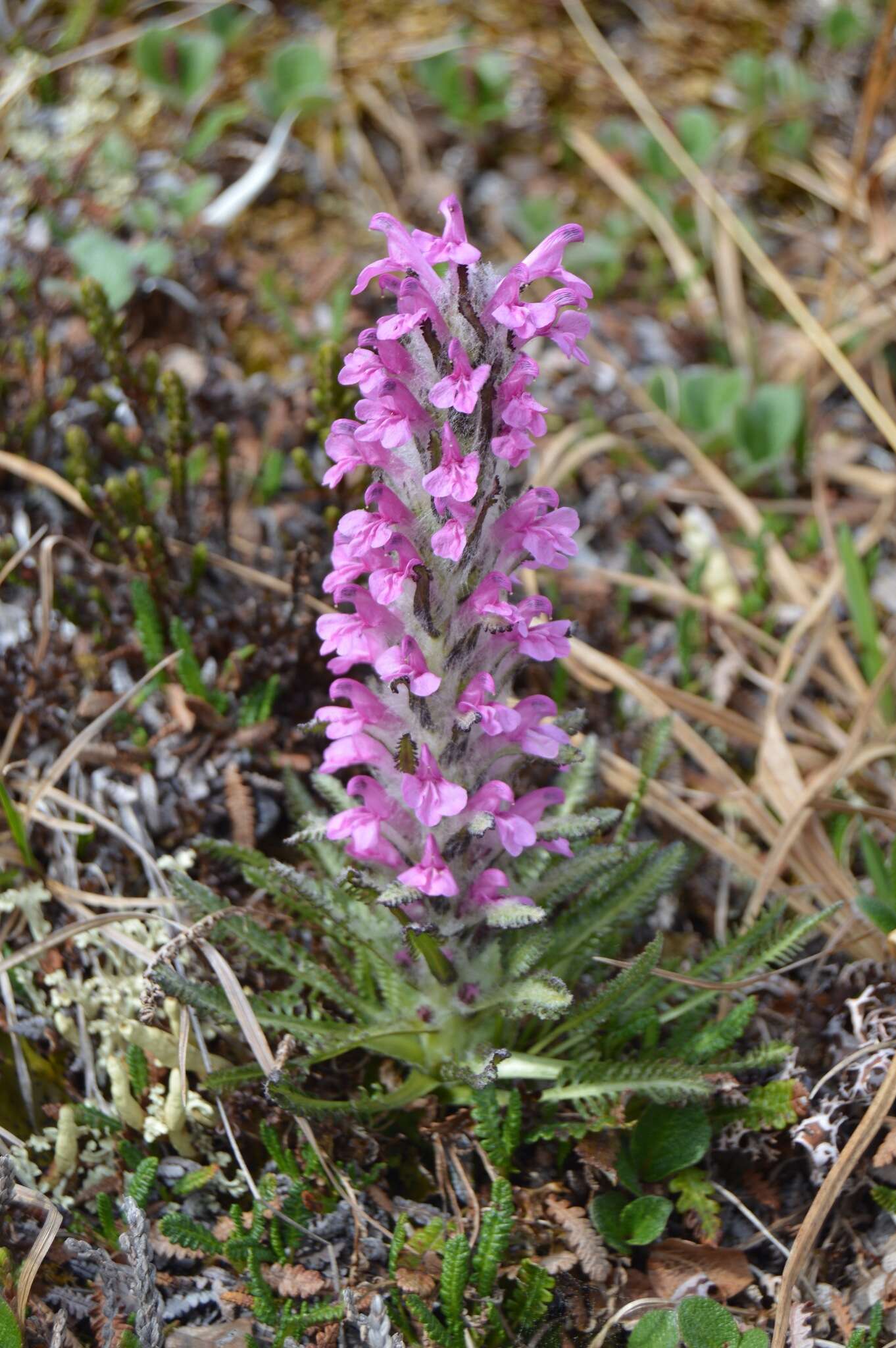 Image of woolly lousewort