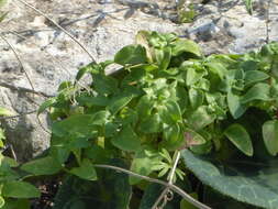 Image of Theligonum cynocrambe L.