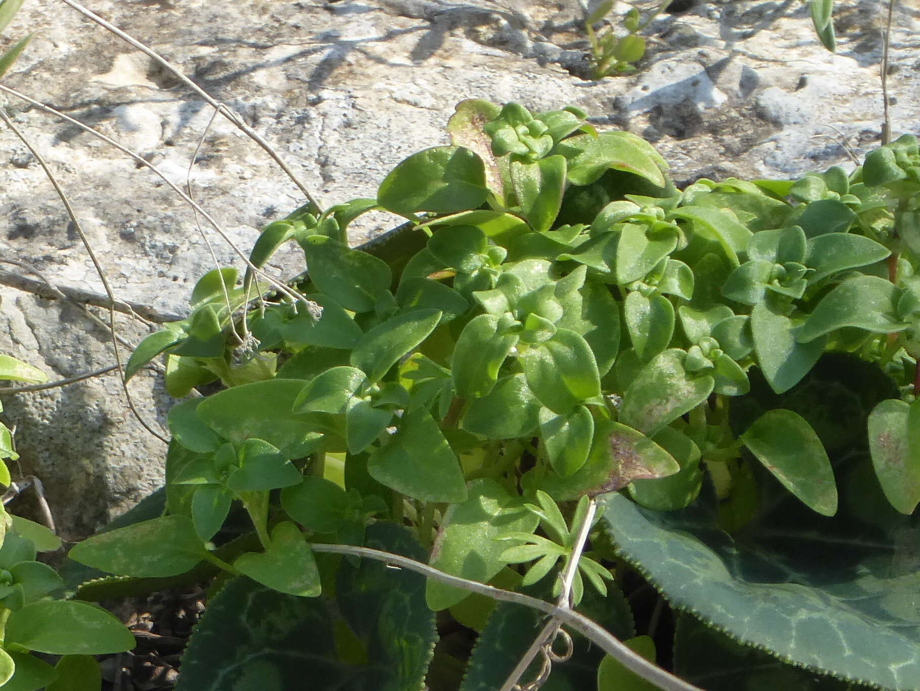 Image of Theligonum cynocrambe L.