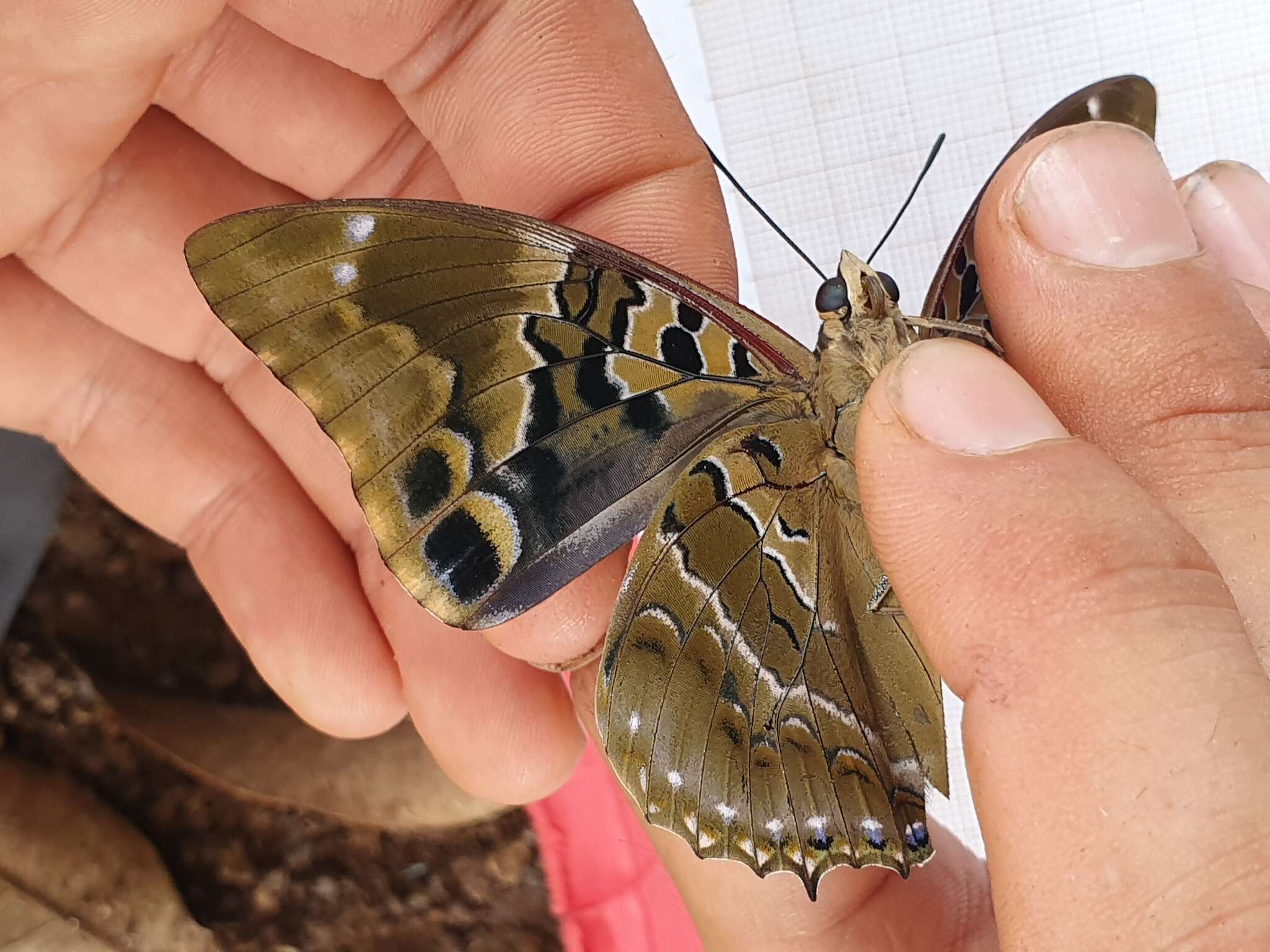 Image of Charaxes numenes Hewitson 1859