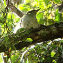 Image of Mountain Honeyeater