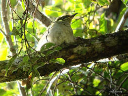 صورة Microptilotis orientalis (Meyer & AB 1894)