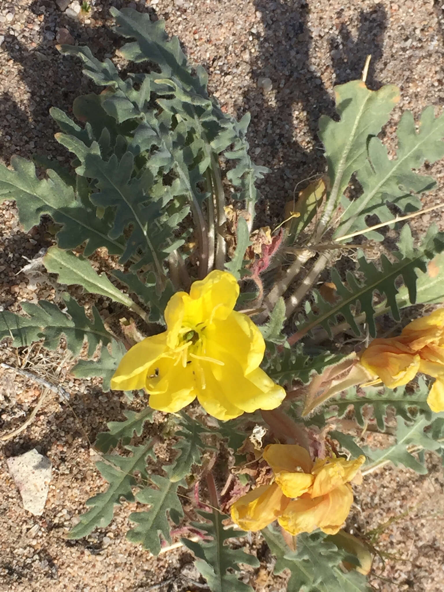 Imagem de Oenothera primiveris subsp. bufonis (M. E. Jones) Munz