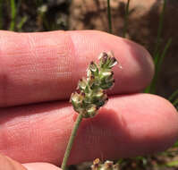 Image of dotseed plantain