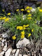 Image of slender wildparsley