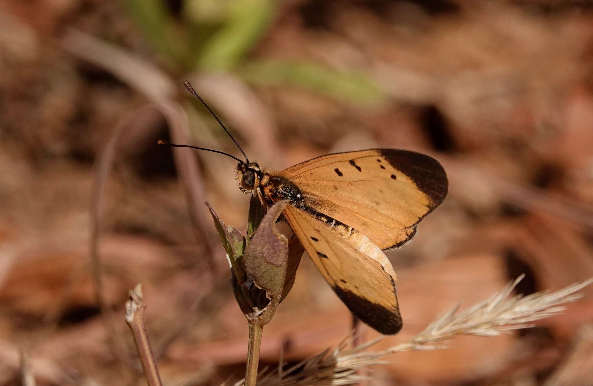 Image of Acraea caldarena Hewitson 1877