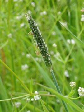 Image of marsh foxtail