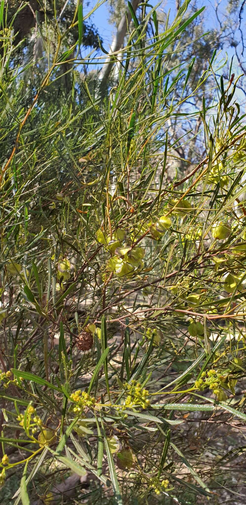 Image of narrow-leaf hopbush