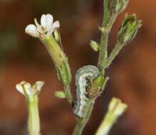 Image of velvet tobacco