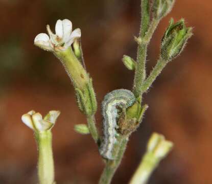 Image of velvet tobacco