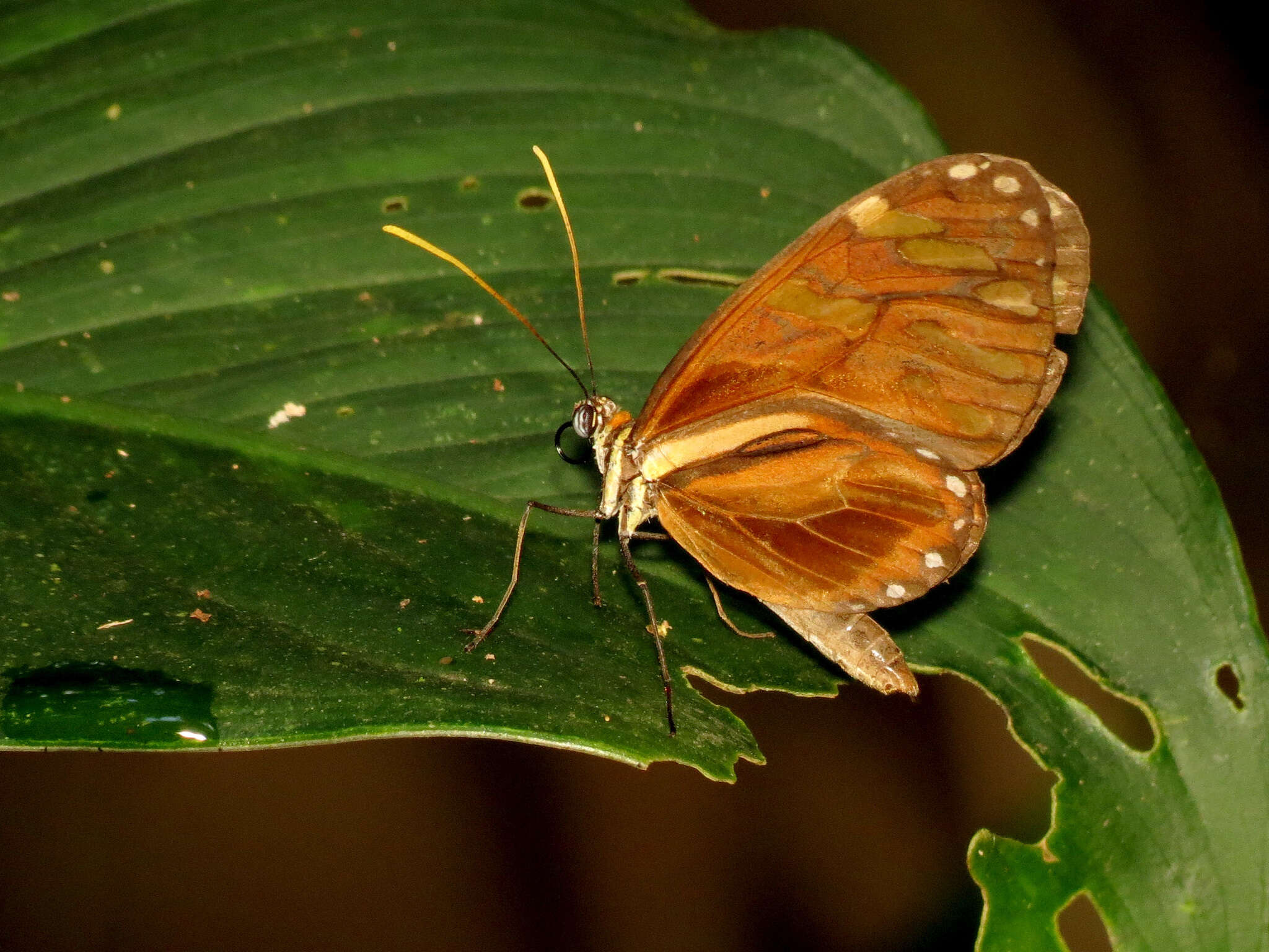 Image of Ithomia heraldica Bates 1866