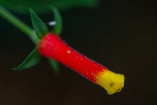 Image of Candy Corn Plant