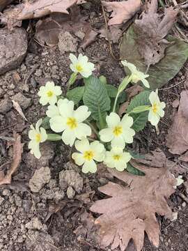 Image of <i>Primula <i>vulgaris</i></i> subsp. vulgaris