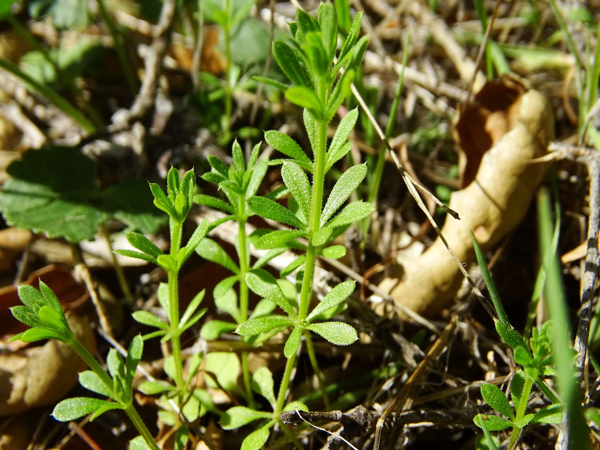 Image of Goosegrass