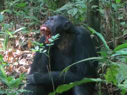 Image of Eastern Chimpanzee