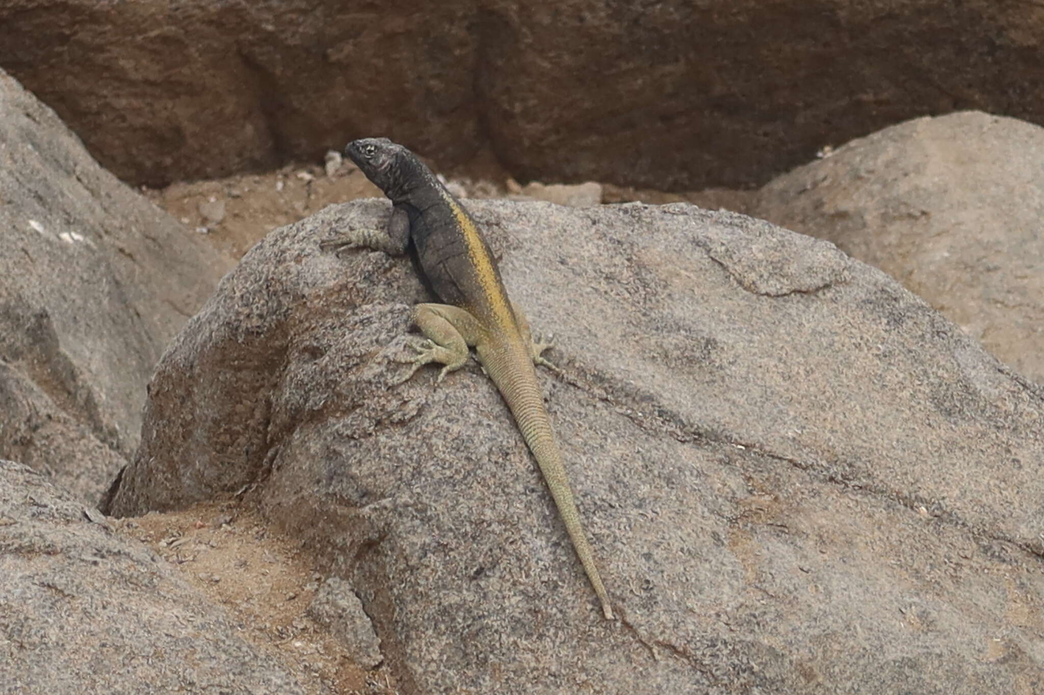 Plancia ëd Microlophus quadrivittatus (Tschudi 1845)