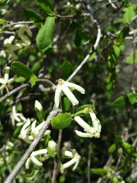 Plancia ëd Pentopetia ovalifolia (Costantin & Gallaud) Venter