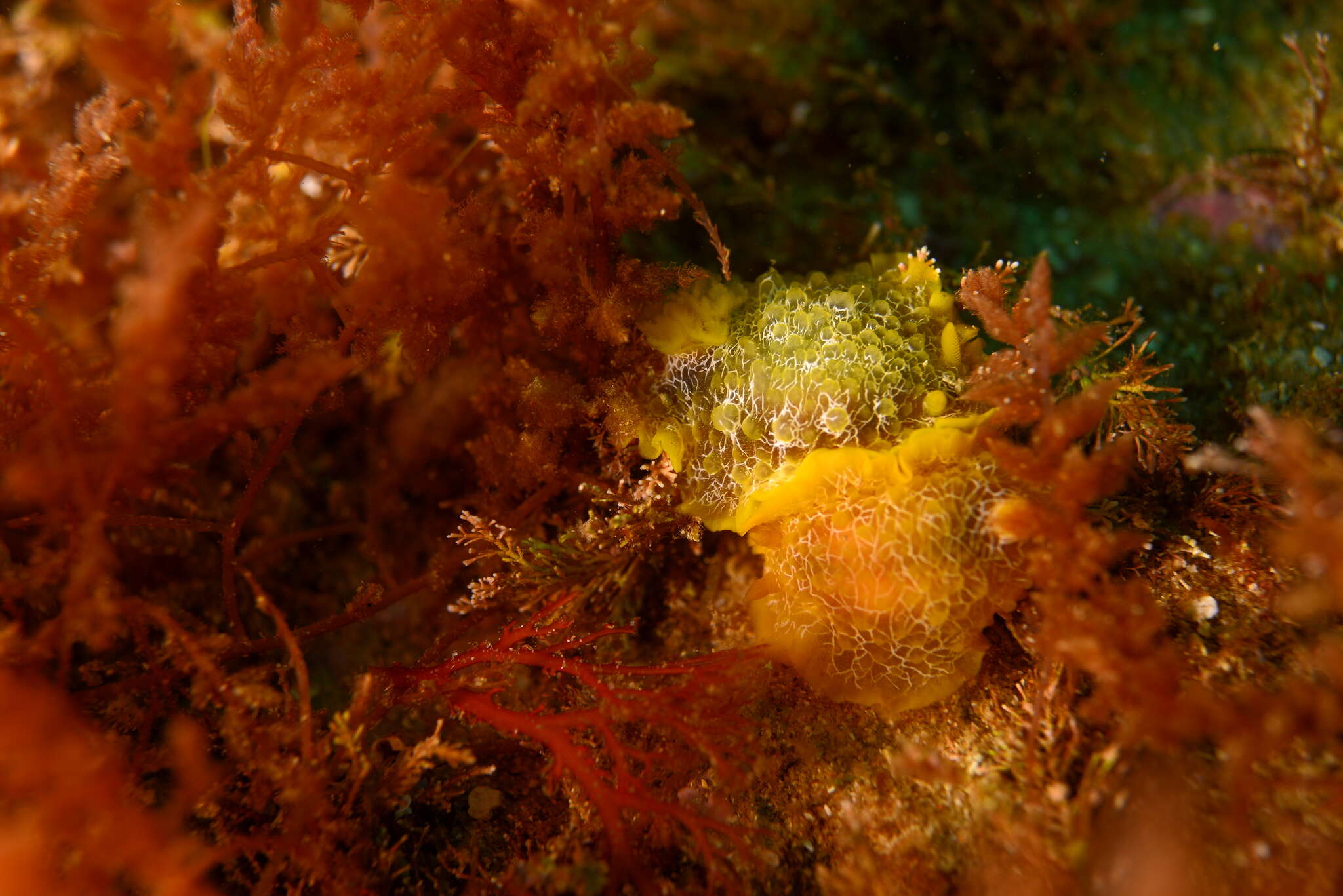 Image of Doriopsilla areolata Bergh 1880