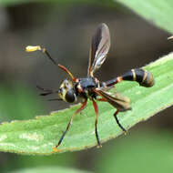 Image of Physoconops brachyrhynchus (Macquart 1843)