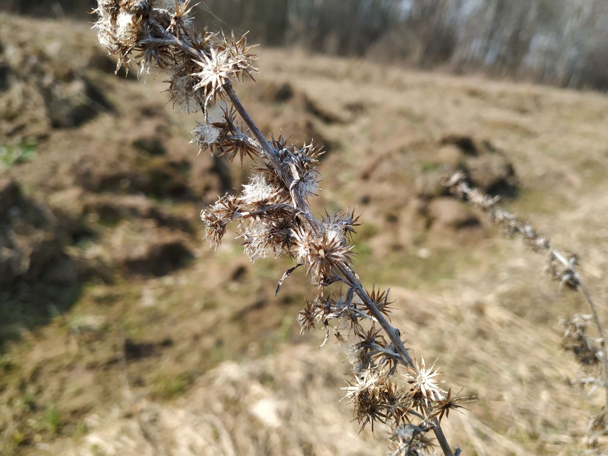 Image of heath cudweed