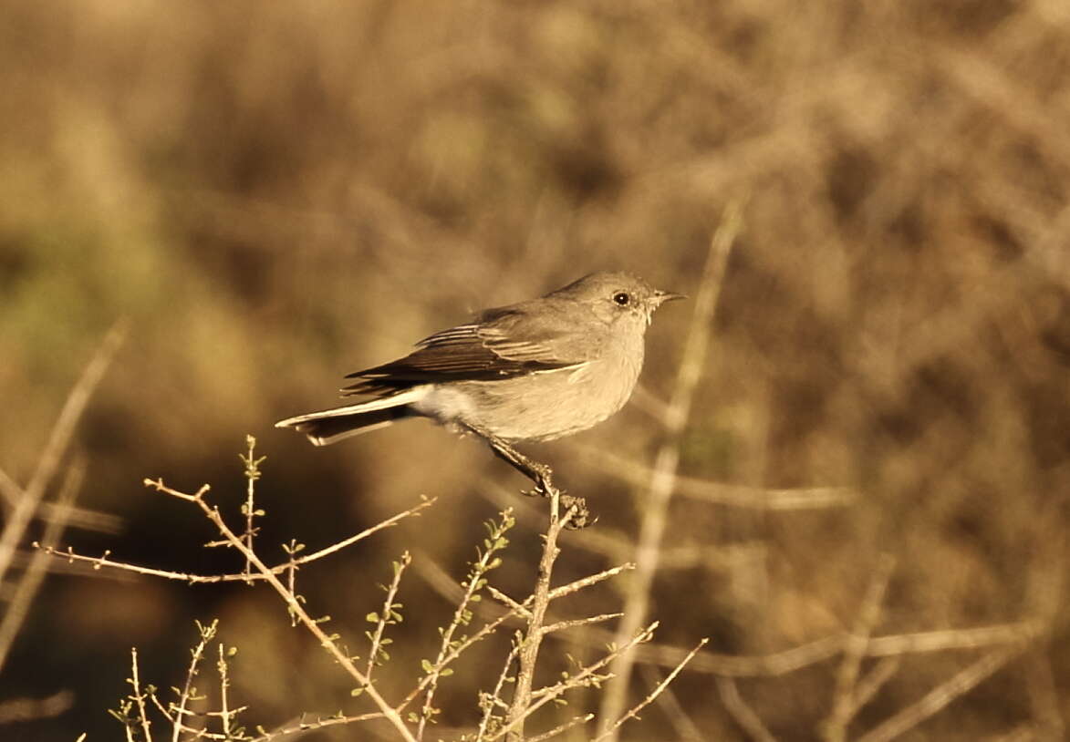 Image of Karoo Chat