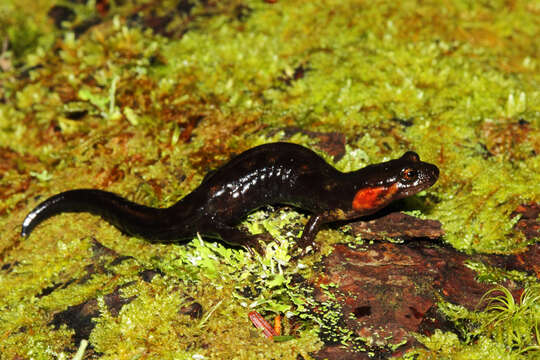 Image of Imitator Salamander