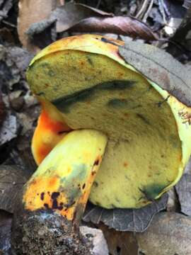 صورة Boletus subluridellus A. H. Sm. & Thiers 1971