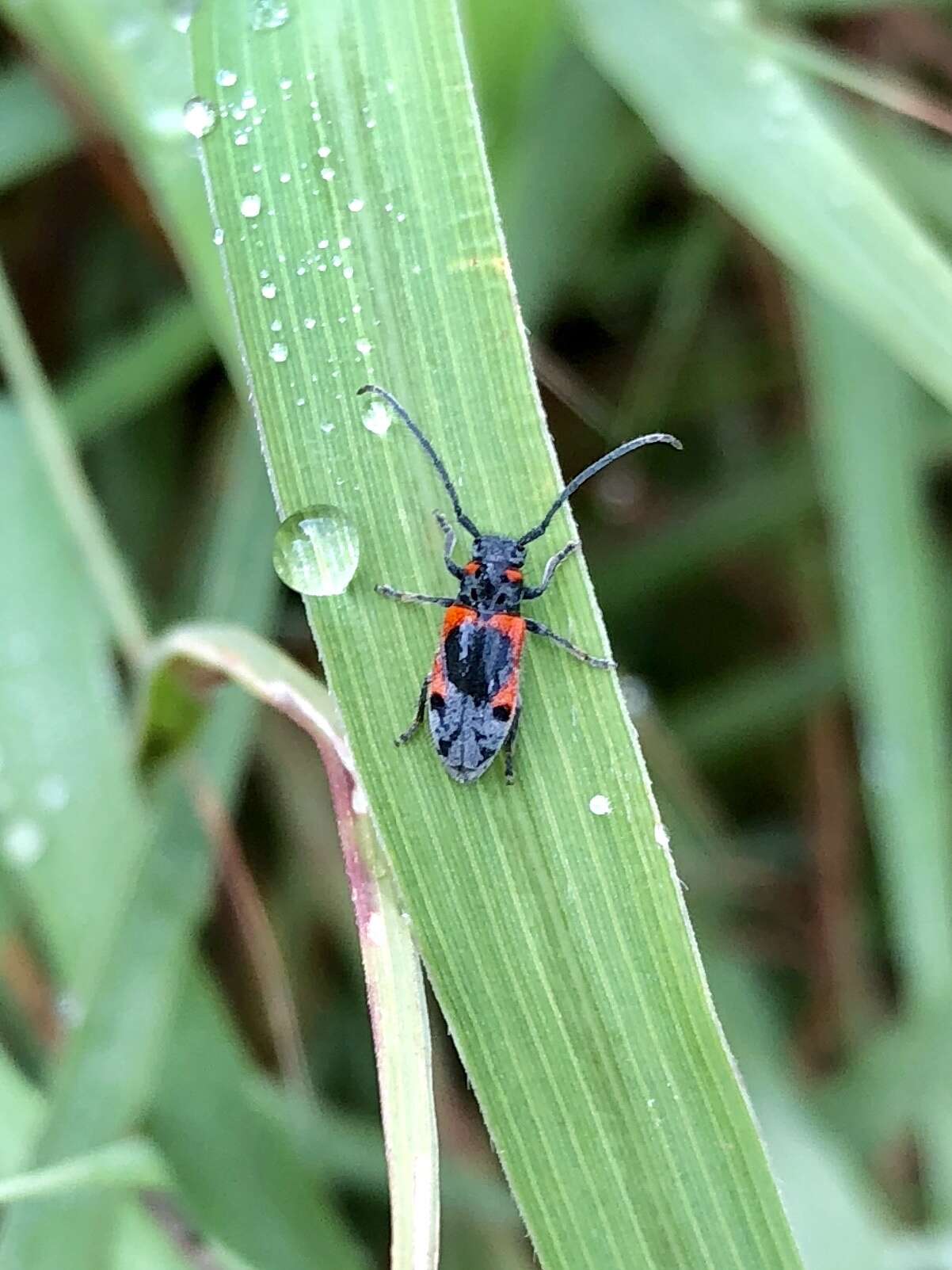 Sivun Tetraopes discoideus Le Conte 1858 kuva