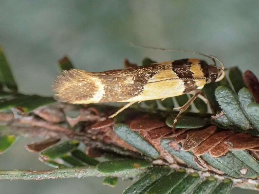 Image of Macrobathra chrysotoxa Meyrick 1886