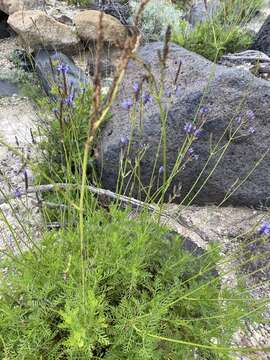 Image of Lavandula canariensis subsp. canariensis